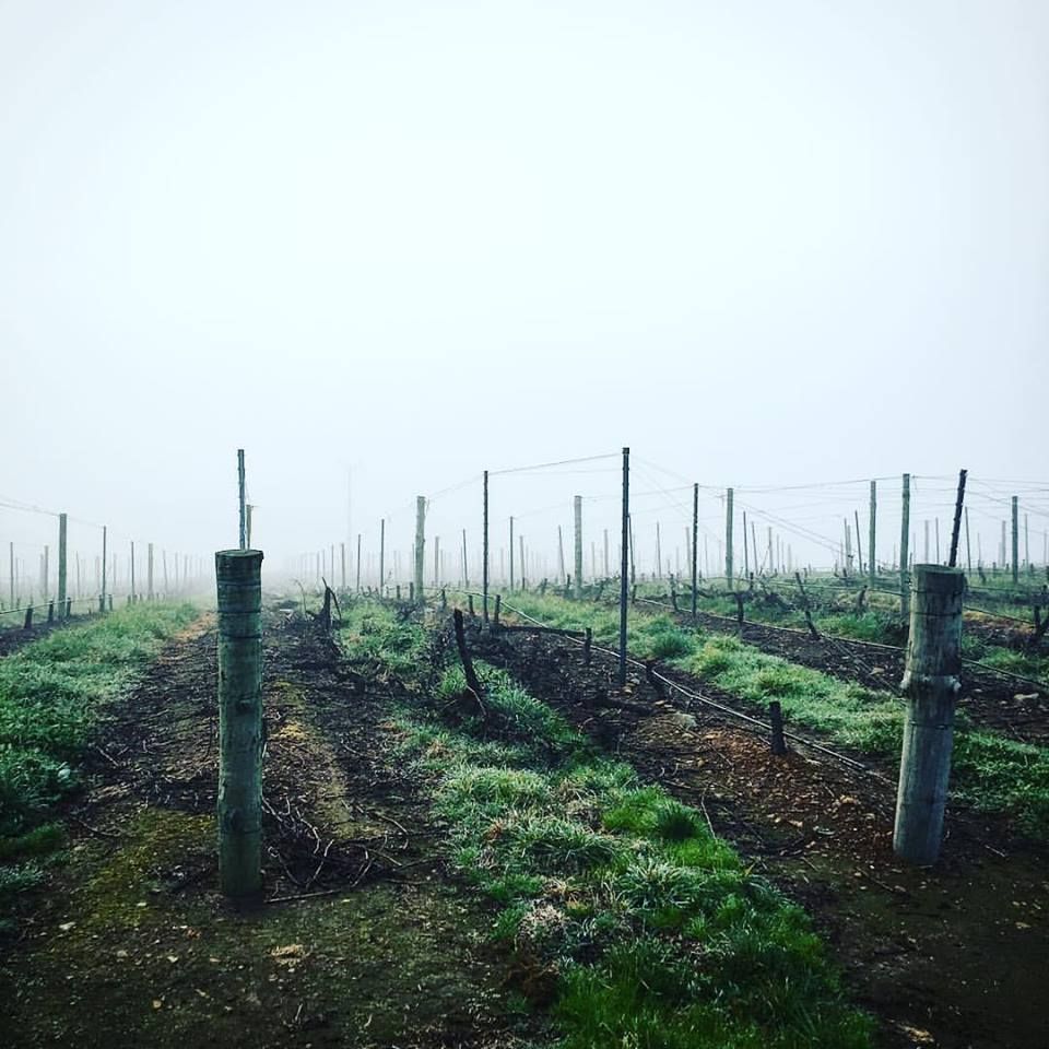 Unico Zelo vineyard