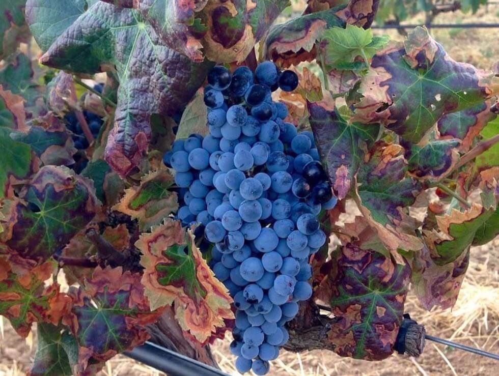 Uva de Vida´s vineyard