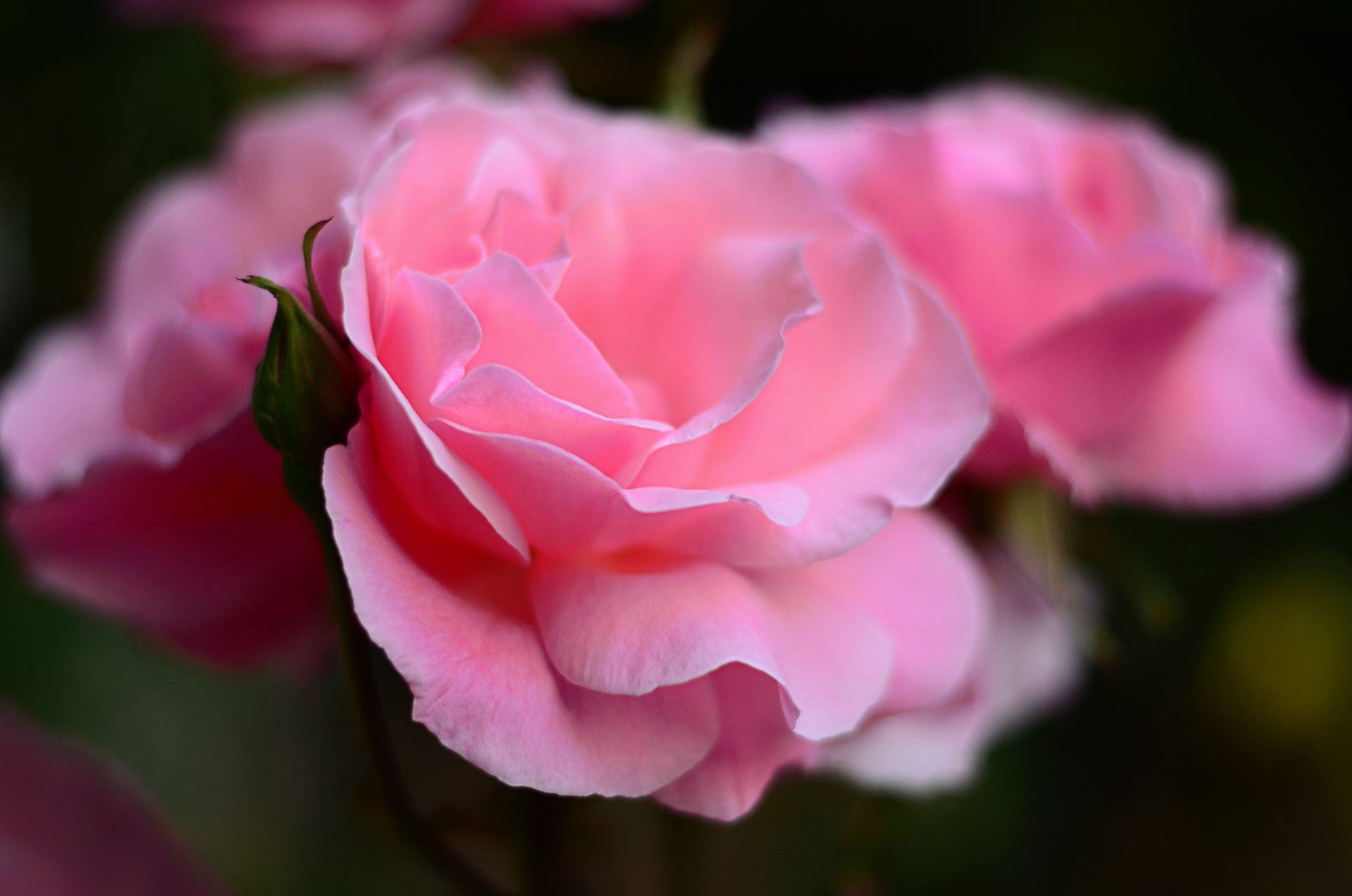 A pink rose bud