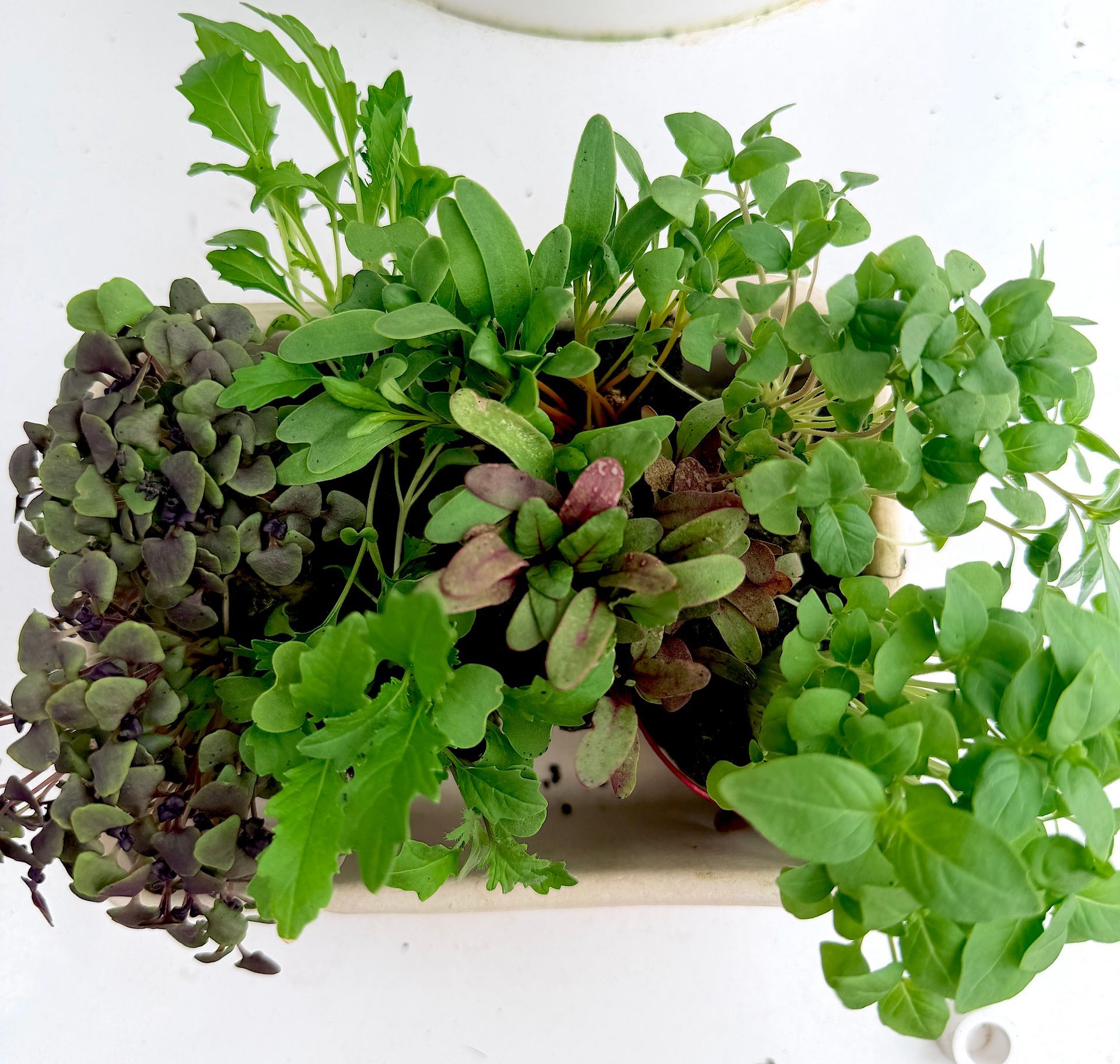 Microgreens
