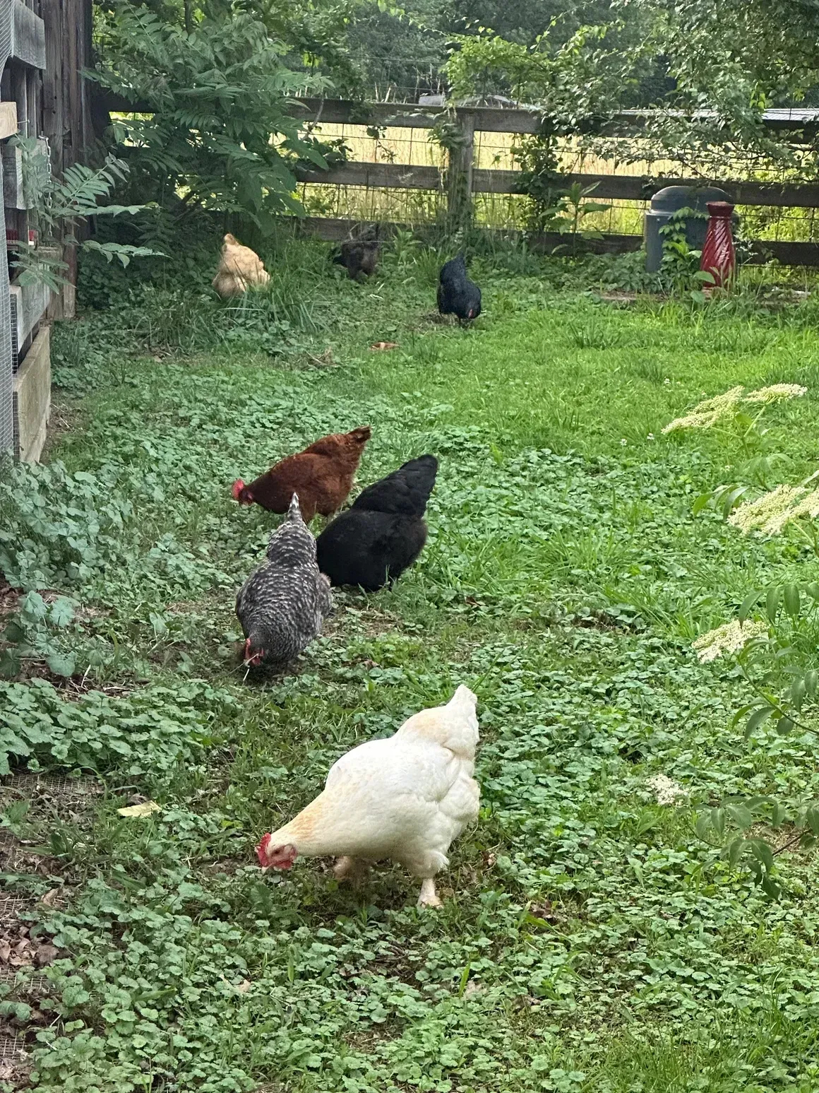 Several chickens pecking in a green fenced yard