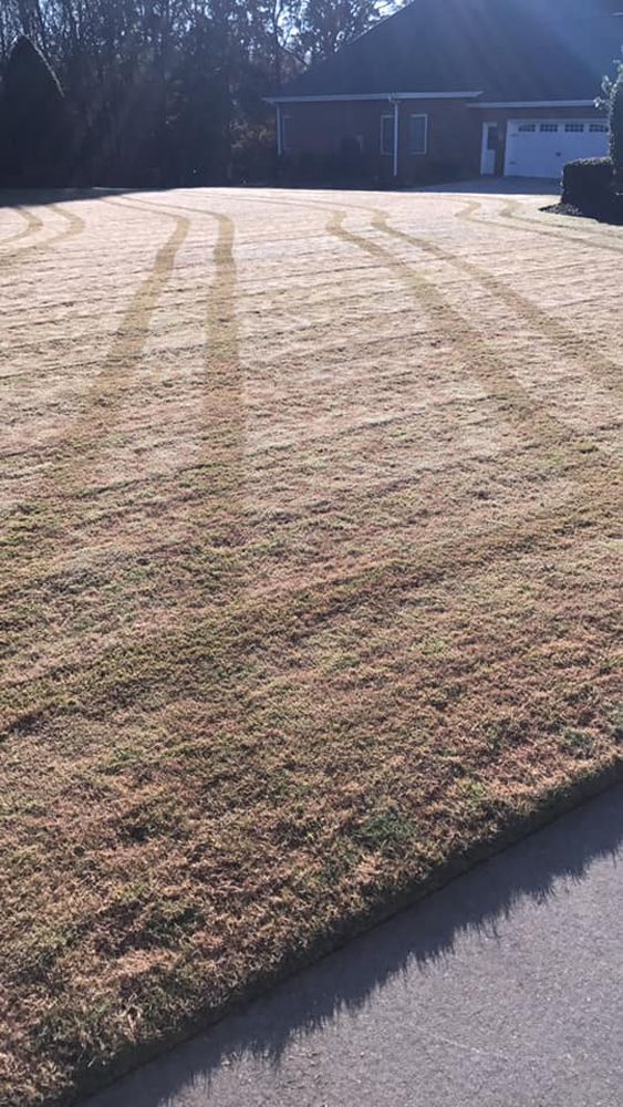 A brown front yard with lawn mower tracks, a house in the background, and a sunny sky.
