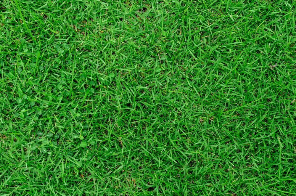 Green grass texture.