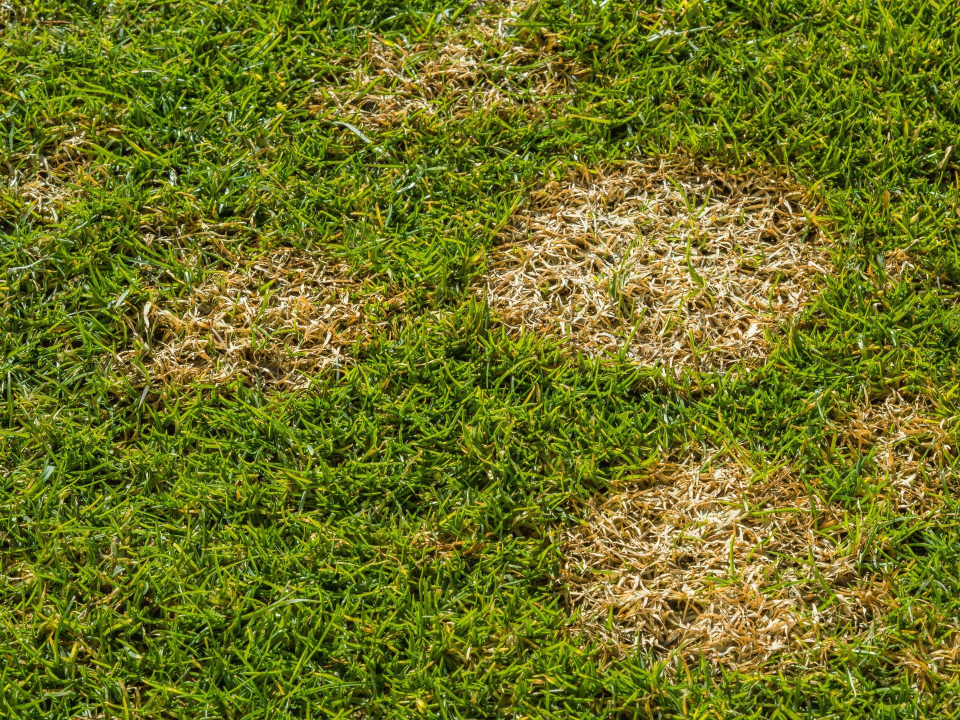 Lawn with patches of dead, brown grass surrounded by healthy, green grass.