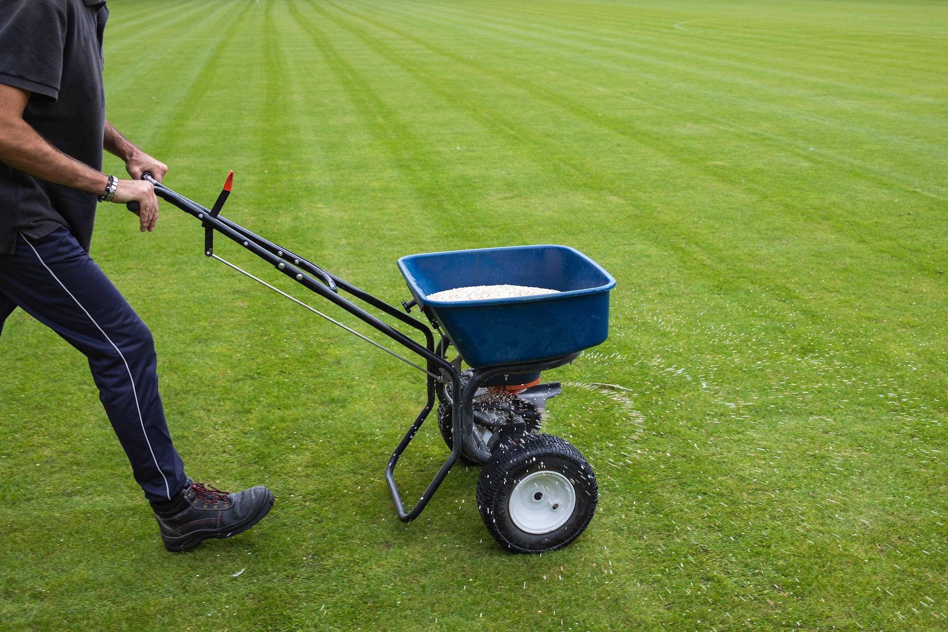 Person pushing a blue spreader across a green lawn, dispersing white granules.