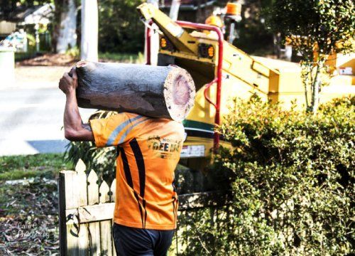 individual lifting the tree log