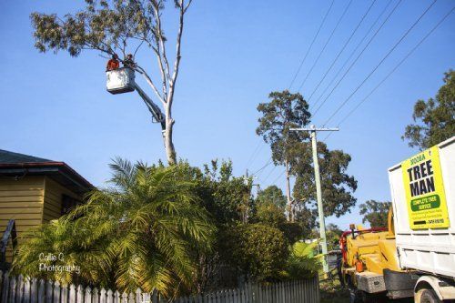 tree trimming in progress
