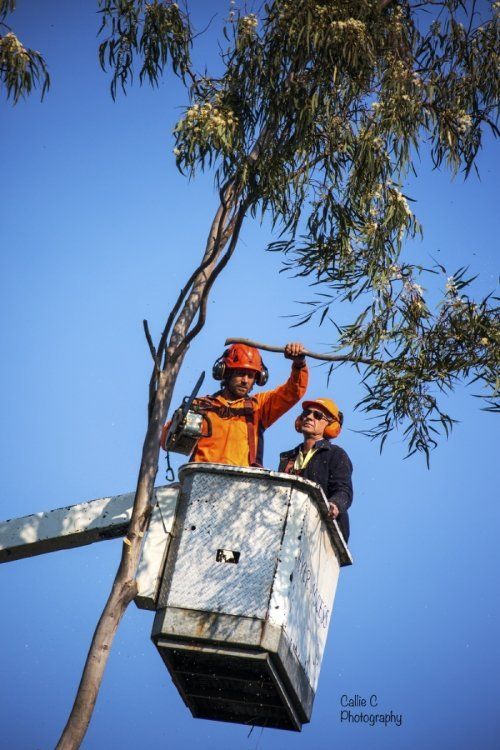 tree trimming in progress