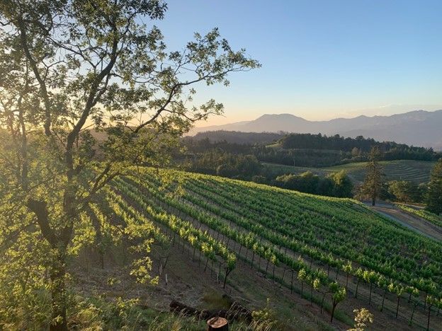 A view of a vineyard with mountains in the background