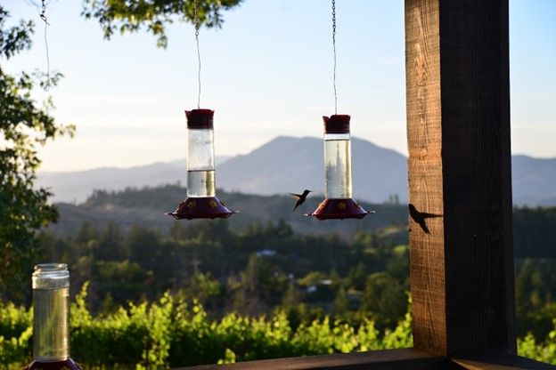 Two hummingbirds are perched on a bird feeder on a porch overlooking a vineyard.