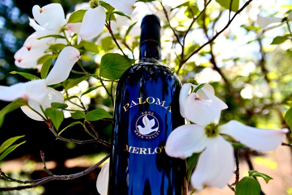 A bottle of paloma merlot is sitting in front of a tree with white flowers.