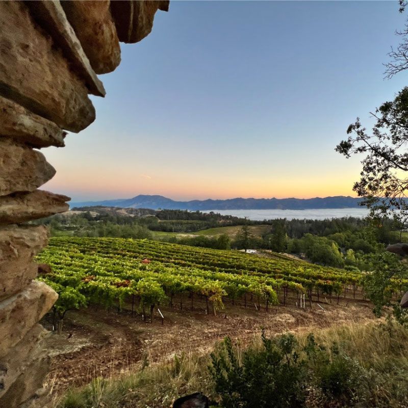 looking over Paloma Vineyard grapes