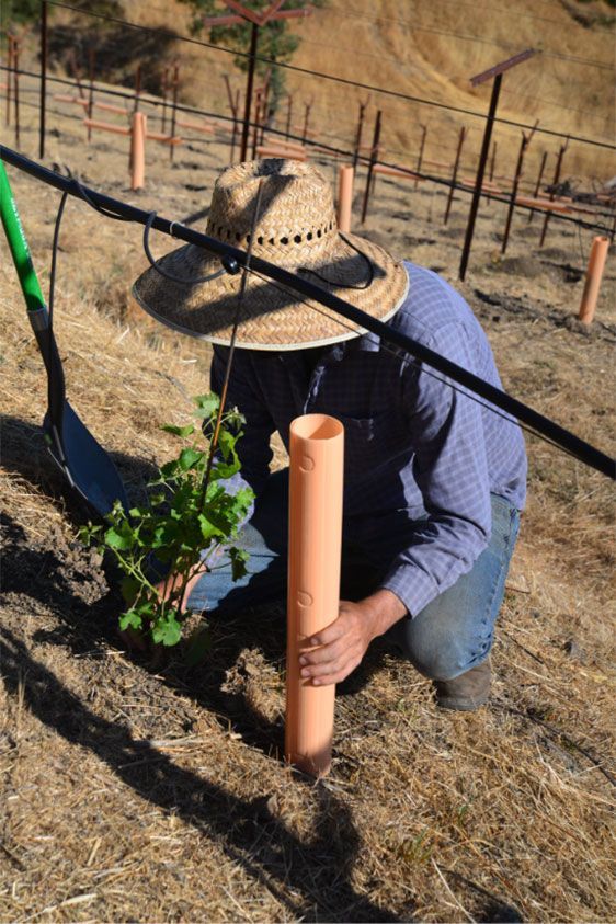 man working in vineyard
