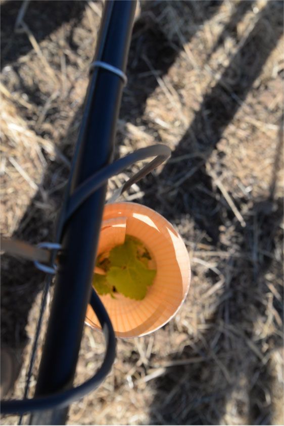 more equipment in the vineyard