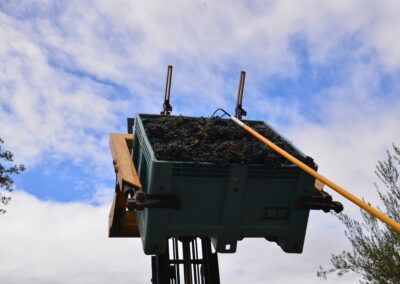 A forklift is lifting a green bin full of grapes.