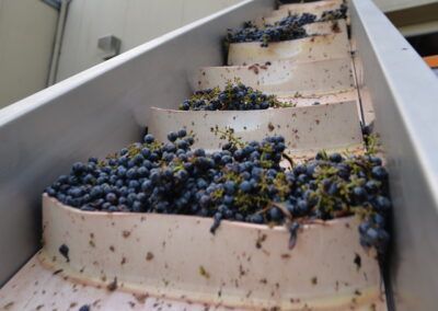 A conveyor belt filled with blueberries and green leaves