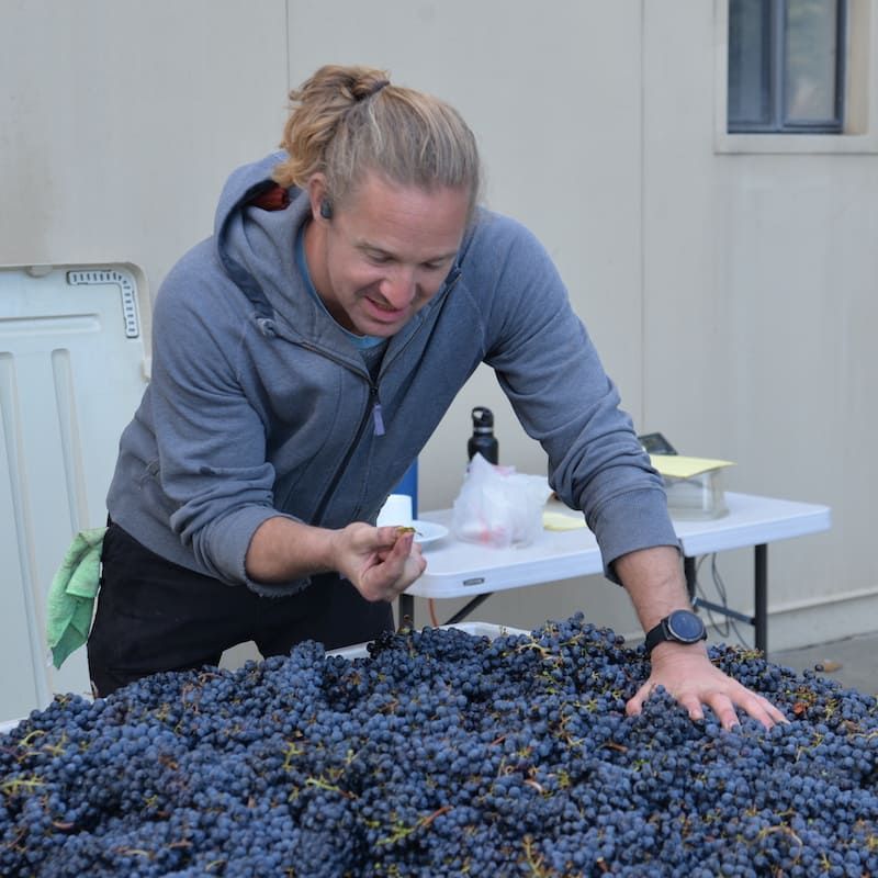 A man reaches into a pile of grapes on a table