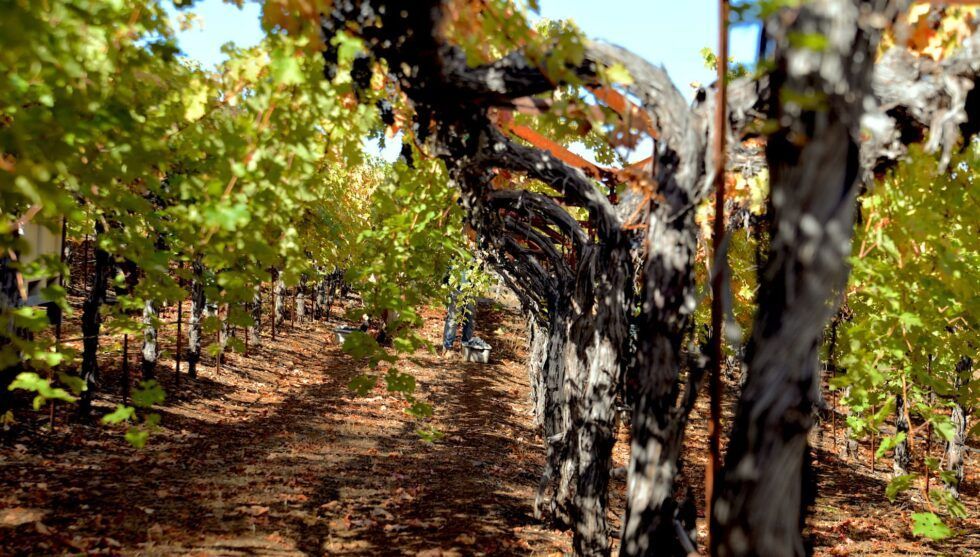 A row of trees in a vineyard with leaves on them.