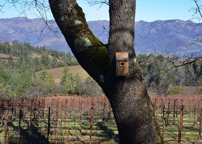 A birdhouse is attached to a tree in a vineyard