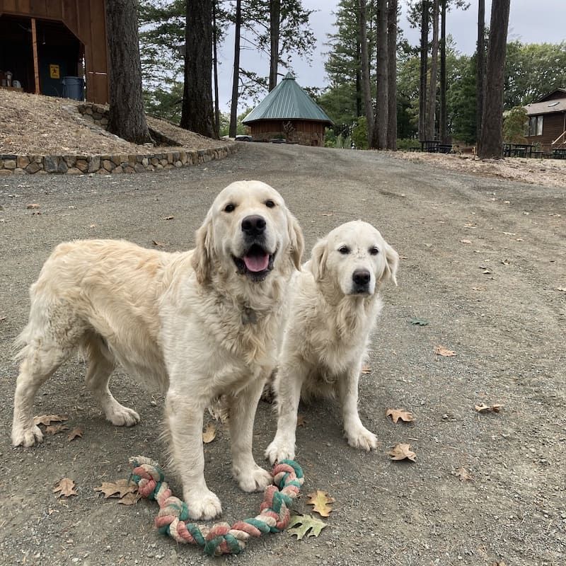 Two dogs standing next to each other on a dirt road