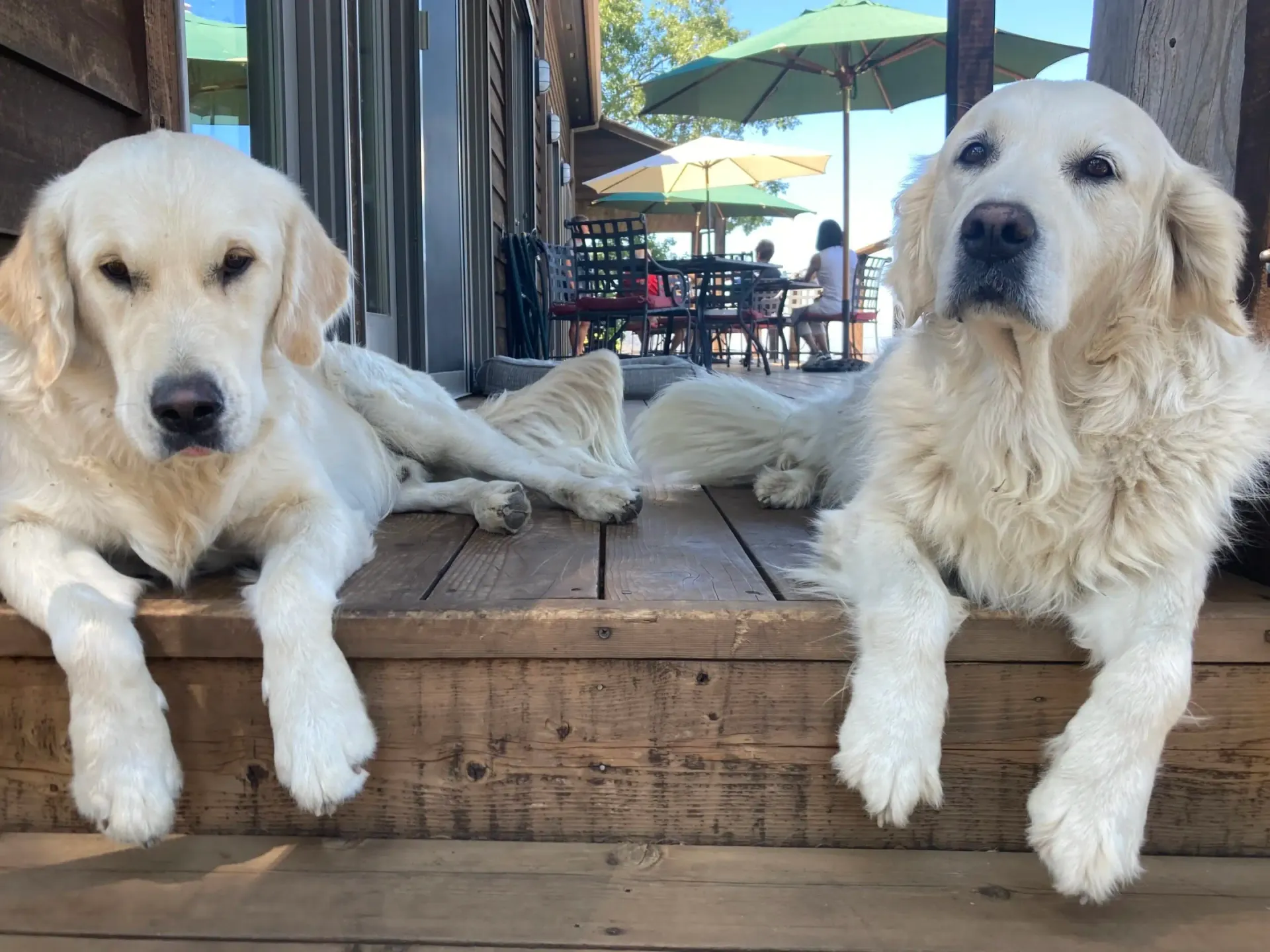 Two white dogs are laying on a wooden deck.