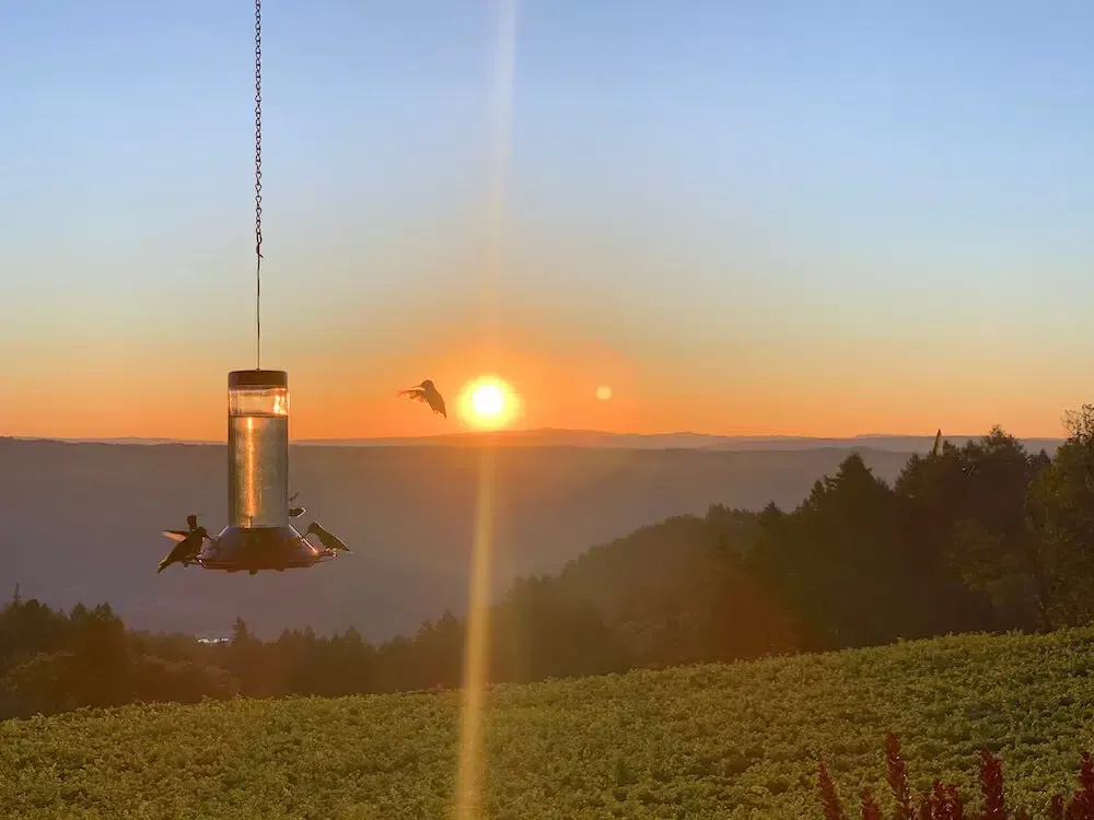 A bird feeder is hanging from a wire in a field at sunset.