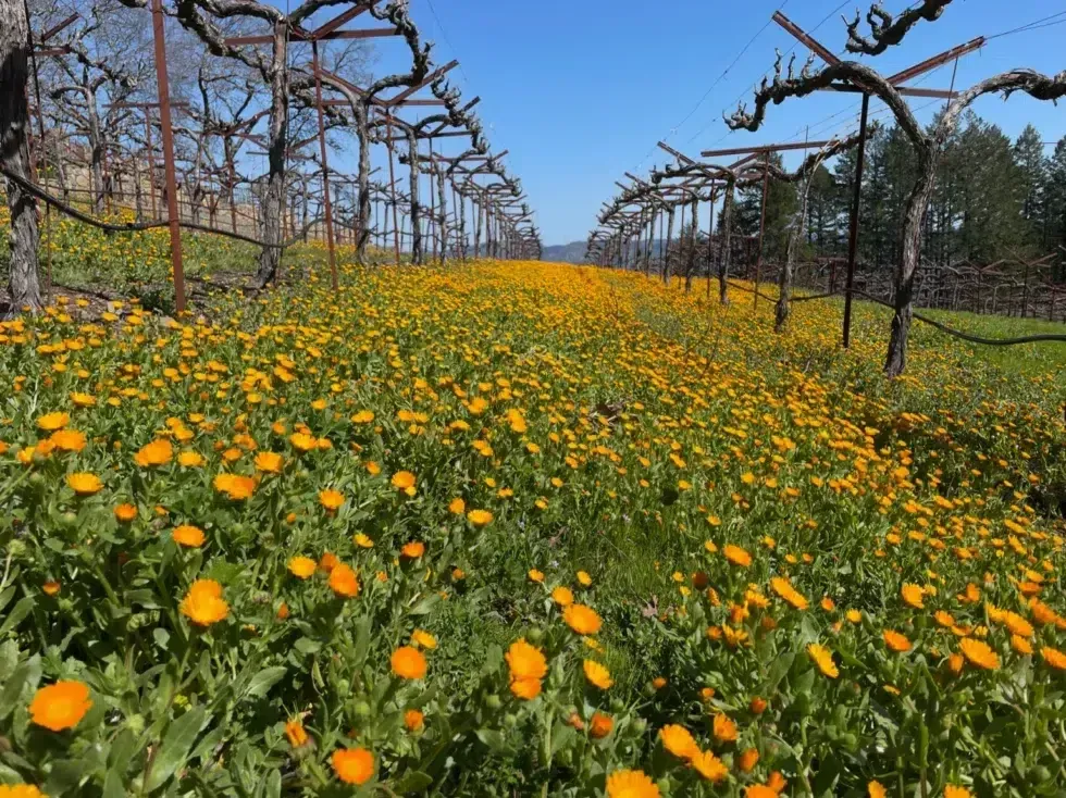A field of yellow flowers growing in a vineyard