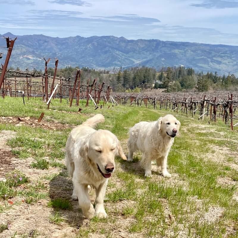 Two dogs are walking in a vineyard with mountains in the background.