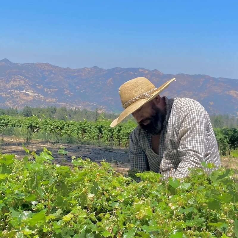 A man wearing a straw hat is working in a vineyard.