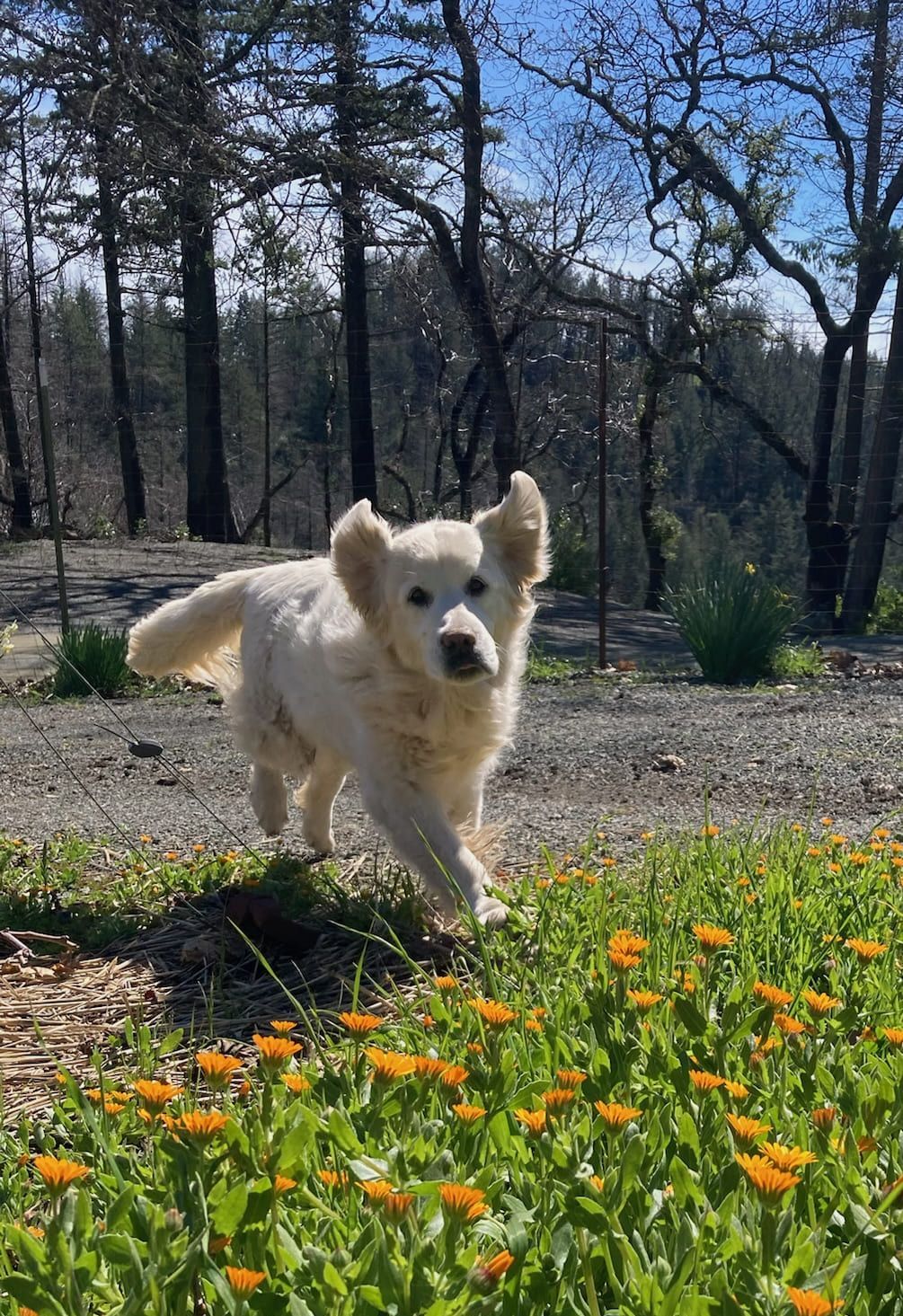 A white dog is running through a field of flowers.