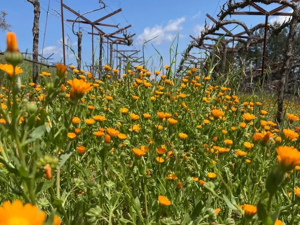 A field of yellow flowers with a blue sky in the background