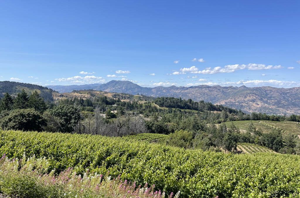 A view of a vineyard with mountains in the background on a sunny day.