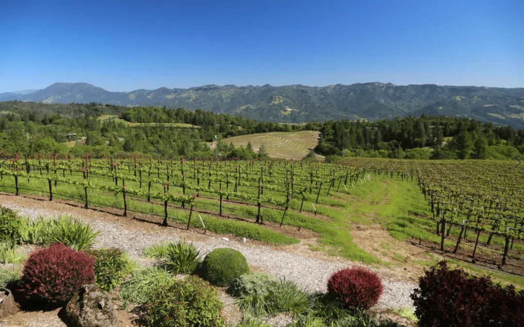 A view of a vineyard with mountains in the background.