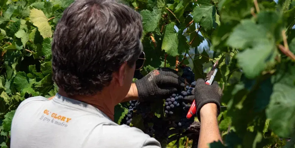 A man is picking grapes from a vine with a pair of scissors.