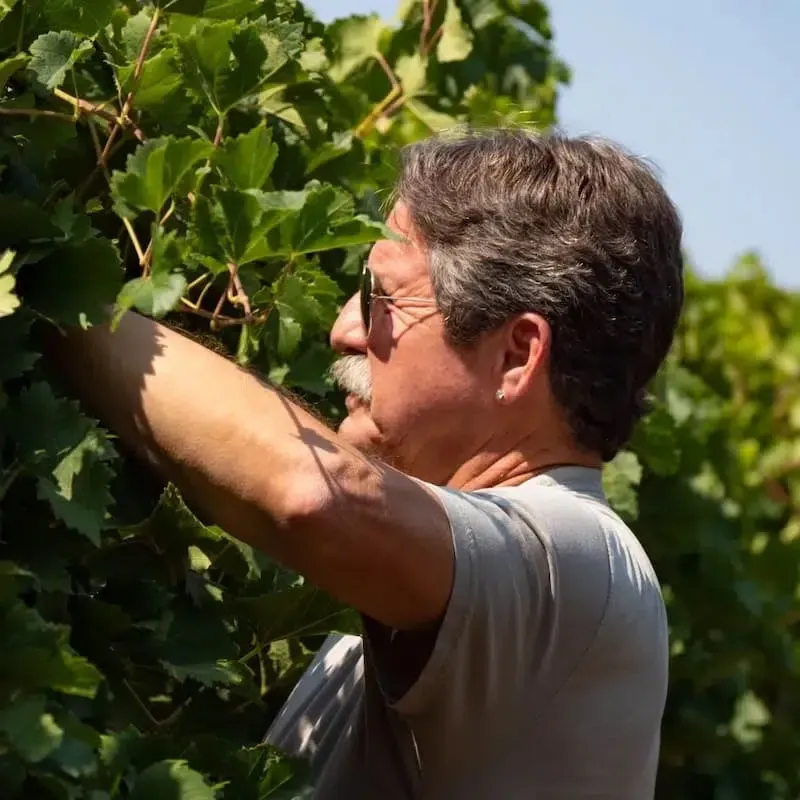 A man wearing sunglasses is picking grapes from a vine