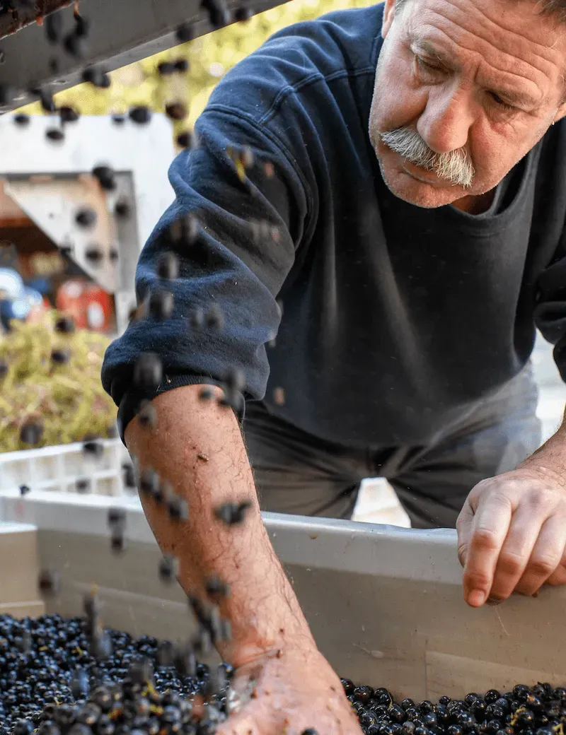 A man with a mustache is reaching into a pile of grapes.