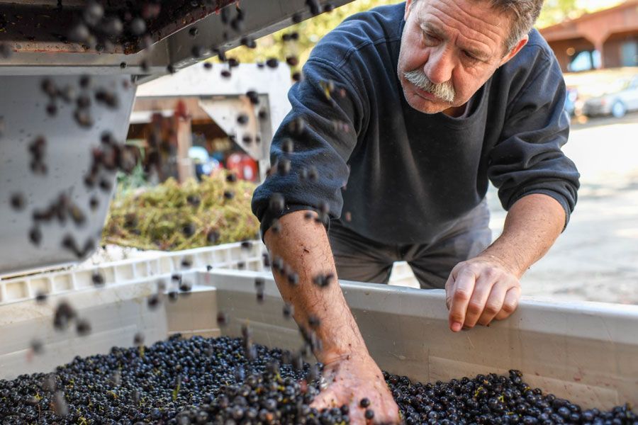winemaking