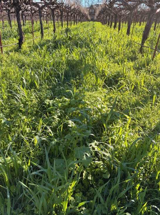 grass in the vineyard at Paloma winery