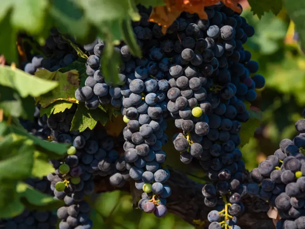 A bunch of grapes hanging from a vine in a vineyard.