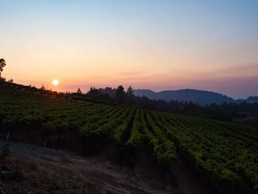 A sunset over a vineyard with mountains in the background
