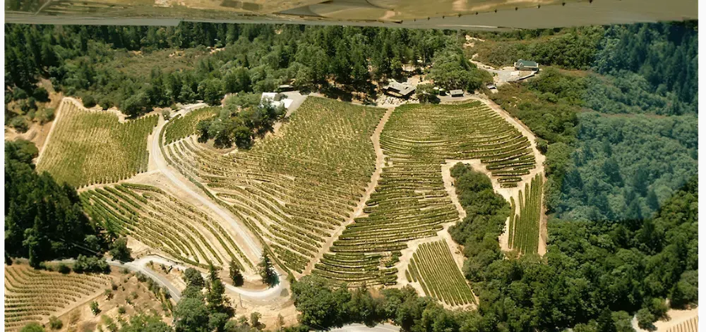 An aerial view of a vineyard surrounded by trees