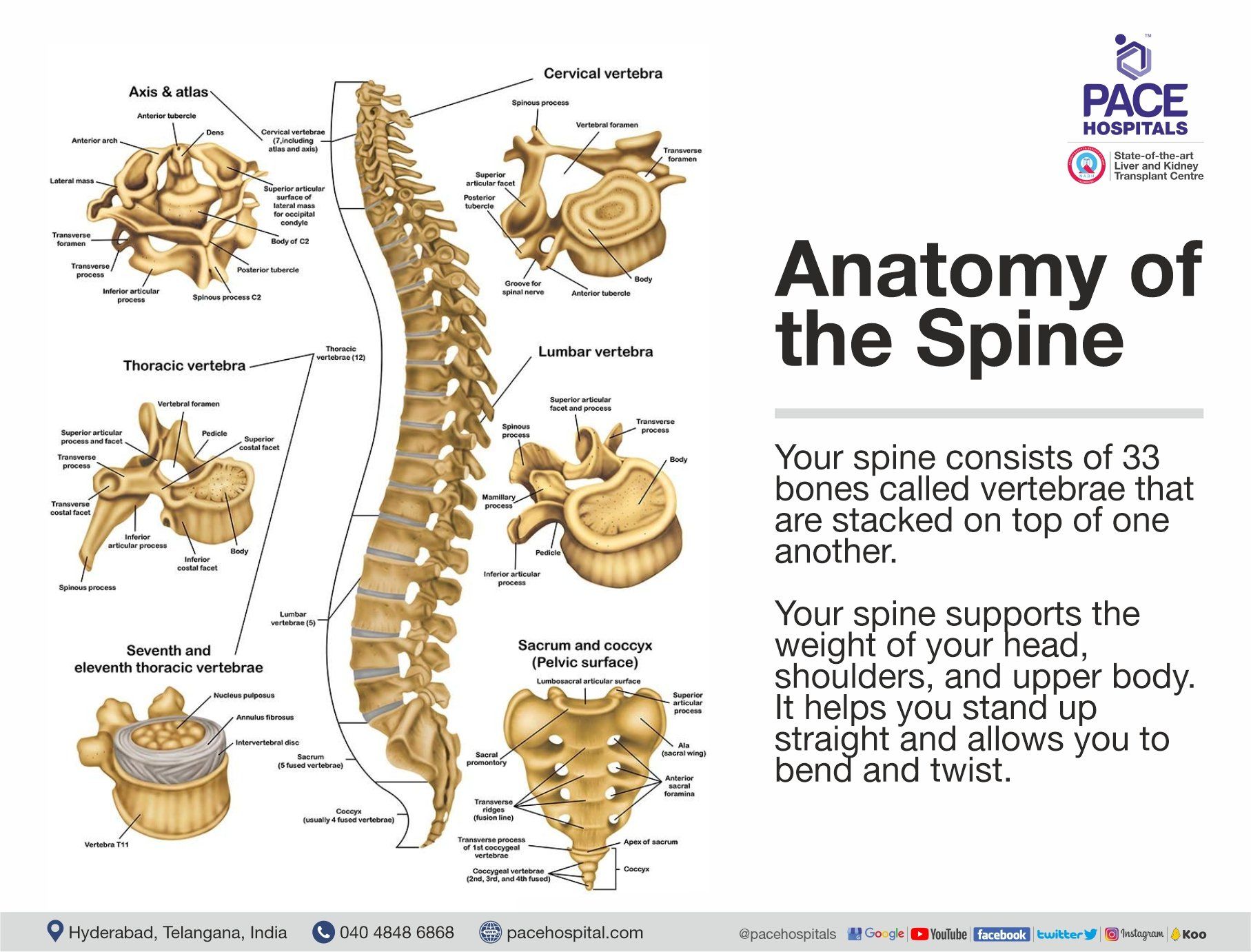 Anatomy of the spine and Its Functions | Pace Hospitals