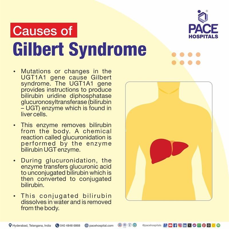 gilbert's syndrome causes​ | causes of gilbert's syndrome​ | what causes gilbert's syndrome | Visual describing the causes the gilbert's syndrome