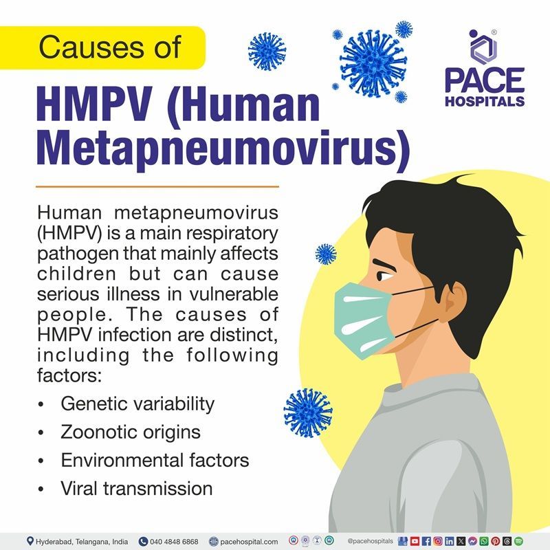 Human metapneumovirus (HMPV )causes | Visual depicting the causes of Human metapneumovirus (HMPV )