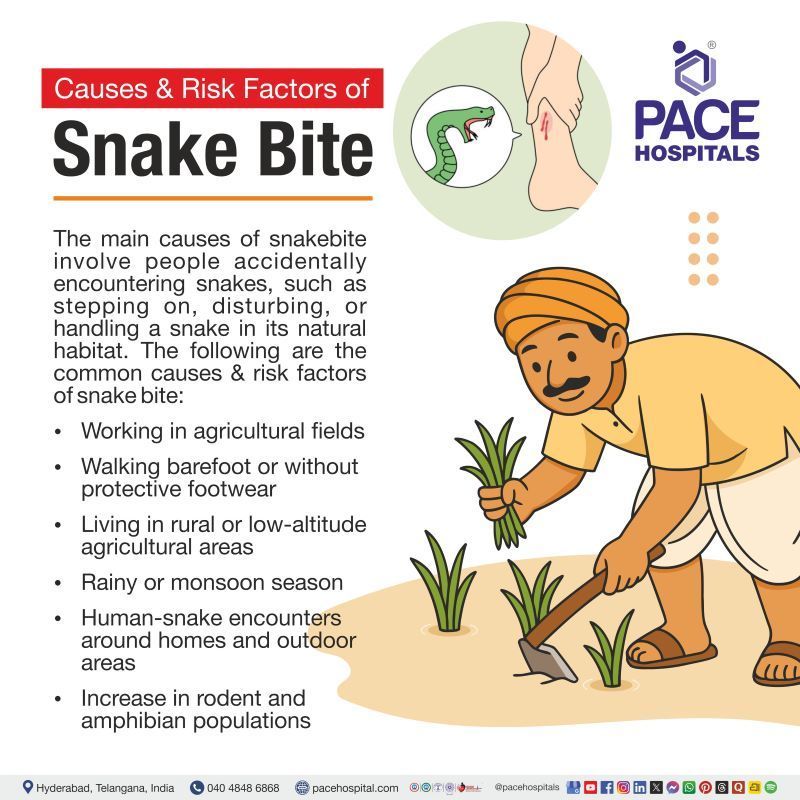 Causes of snake bite | Causes for snake bite | Common causes of snake bites | Risk factors of snake bite