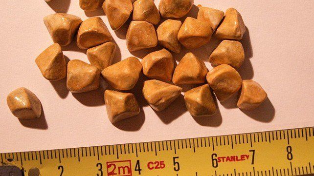 Gall stones – Frequently asked questions and misconceptions