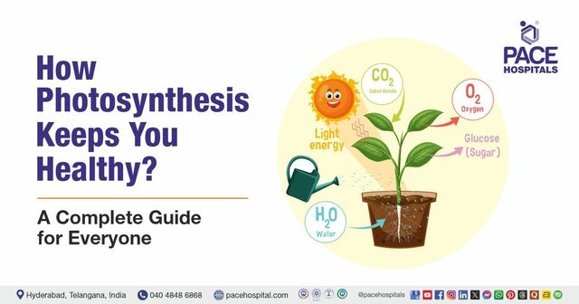 How Photosynthesis Keeps You Healthy | Simple Guide for Everyone