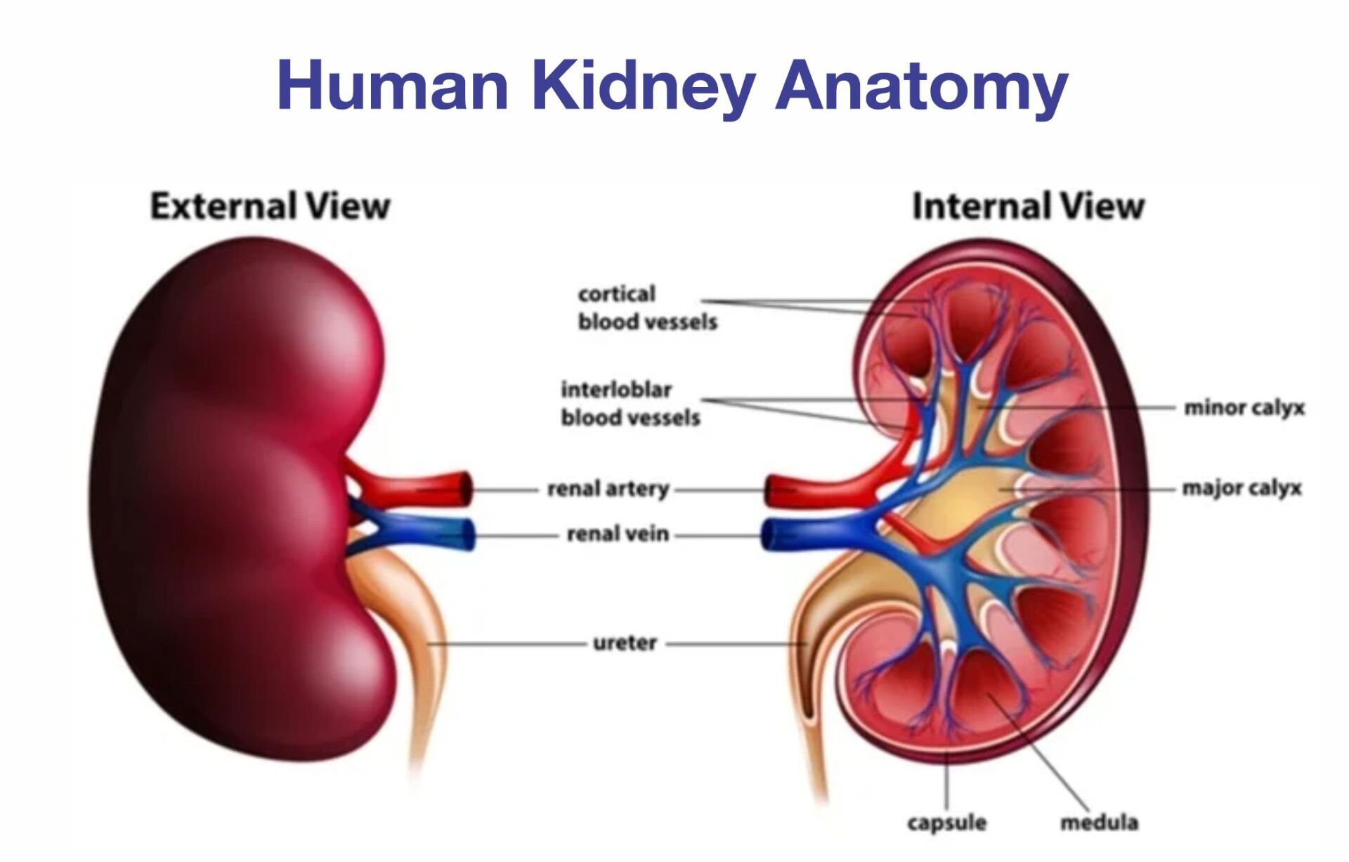 Human Kidney Anatomy - Pace Hospitals
