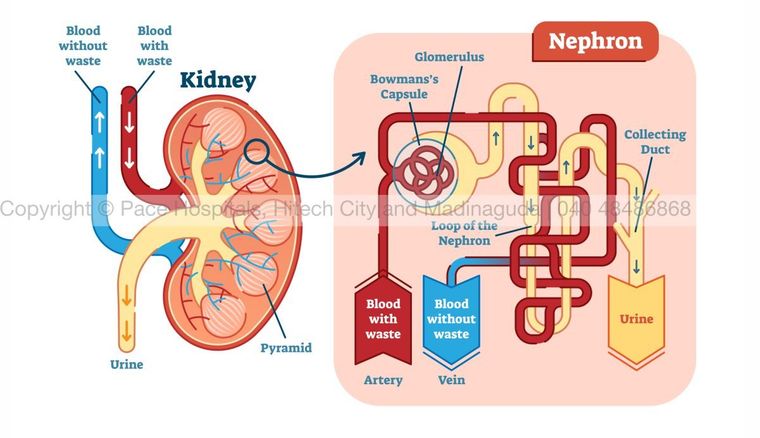 Kidney Nephron Anatomy