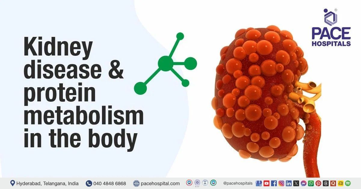 Kidney disease and Protein metabolism in the body